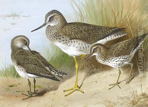 Solitary Sandpiper And Spotted Sandpiper Oil Painting - Archibald Thorburn