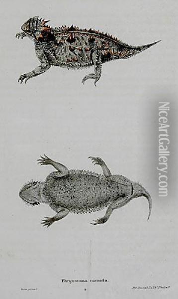 Three Works Horned Toads Oil Painting - Peter Duval