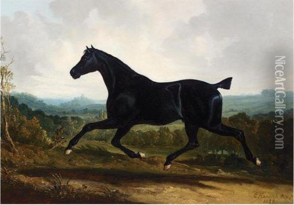 A Black Stallion In A Landscape Oil Painting - Charles Hancock