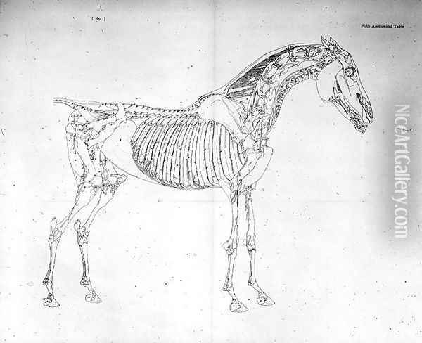 Fifth Anatomical Table, from The Anatomy of the Horse Oil Painting - George Stubbs