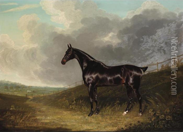 Bay Racehorse Oil Painting - John Frederick Herring Snr