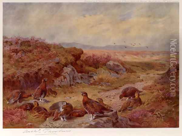 Grouse on the Peat Bogs Oil Painting - Archibald Thorburn