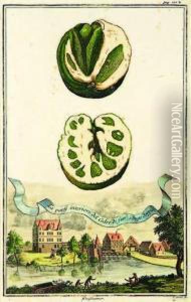 Study Of Citrus Fruit With A View Ofthe Village Of Gleishamer Oil Painting - Johann Christoph Volckamer
