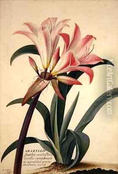 Amaryllis Belladonna Oil Painting - Georg Dionysius Ehret