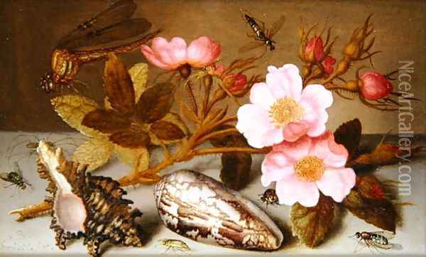 Still life depicting flowers, shells and a dragonfly Oil Painting - Balthasar Van Der Ast