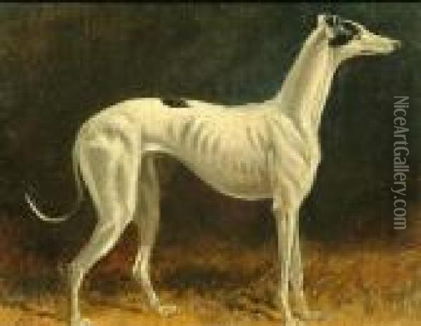 Portrait Of A Black And White Whippet; Portrait Of A Brown And White Whippet Oil Painting - Colin Graeme Roe