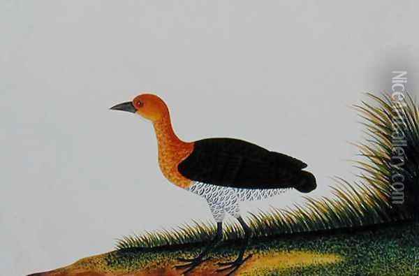 Exotic Bird, from 'Drawings of Birds from Malacca', c.1805-18 (2) Oil Painting - Anonymous Artist