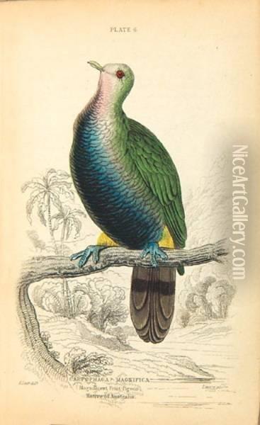 The Naturalist's Library...vol.ix. Ornithology. Pigeons Oil Painting - William, Sir Jardine