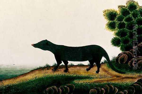 Furred mammal, from 'Drawings of Animals, Insects and Reptiles from Malacca', c.1805-18 Oil Painting - Anonymous Artist