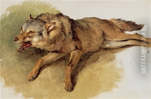Liegender Wolf Oil Painting - Friedrich Gauermann