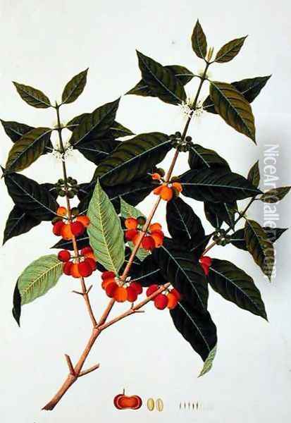 Coffee, from 'Drawings of Plants from Malacca', c.1805-18 Oil Painting - Anonymous Artist