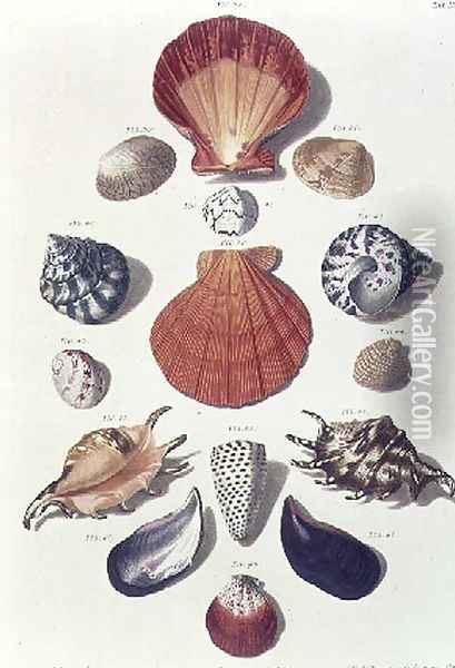 Shells, plate 4 from A Selection of Shells and Crustacea, pub. 1758 Oil Painting - Regenfus, Franz Michael