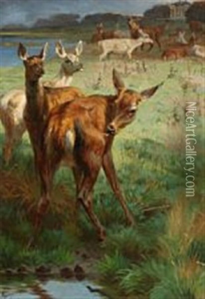 A Flock Of Fallow Deer At Eremitagesletten, Denmark Oil Painting - Adolf Heinrich Mackeprang
