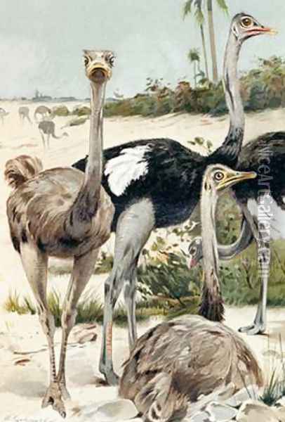 Ostrich plate from Brehms Tierleben Allgemeine Kunde des Tierreichs Oil Painting - Wilhelm Kuhnert