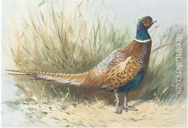 A Pheasant Oil Painting - Archibald Thorburn