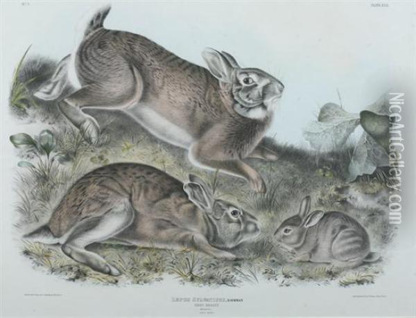 Grey Rabbit Oil Painting - John James Audubon