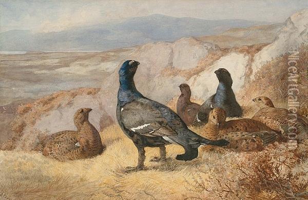 Black Cock Disturbed Oil Painting - Archibald Thorburn
