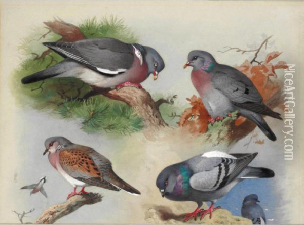 A Wood Pigeon, A Stock Dove, A Turtle Dove And A Rock Pigeon Oil Painting - Archibald Thorburn