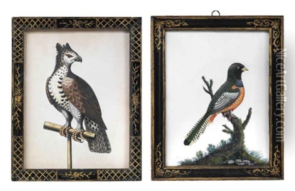 African Crowned Eagle On A Perch (+ Ceylonese Yellow-bellied Cuckoo, Lrgr; 2 Works) Oil Painting - Isaac Spackman