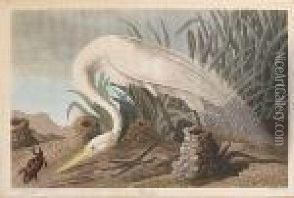 White Heron Oil Painting - John James Audubon