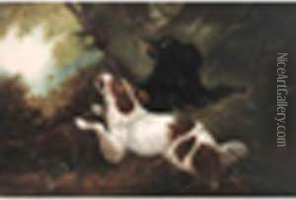 Spaniels Flushing Pheasant In A Wood Oil Painting - John Mearns
