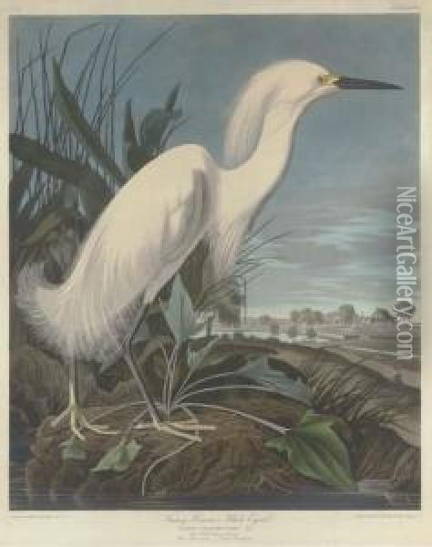 Snowy Heron, Or White Egret Oil Painting - Robert I Havell