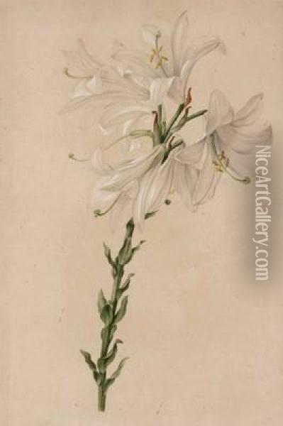 Lilium Candidum Oil Painting - Joseph Knapp