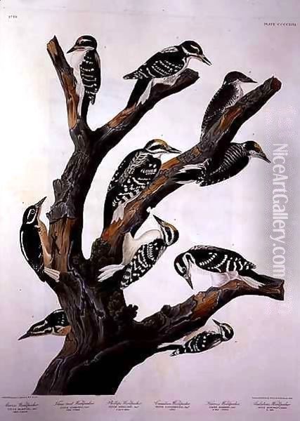 Woodpeckers, from 'Birds of America' Oil Painting - John James Audubon