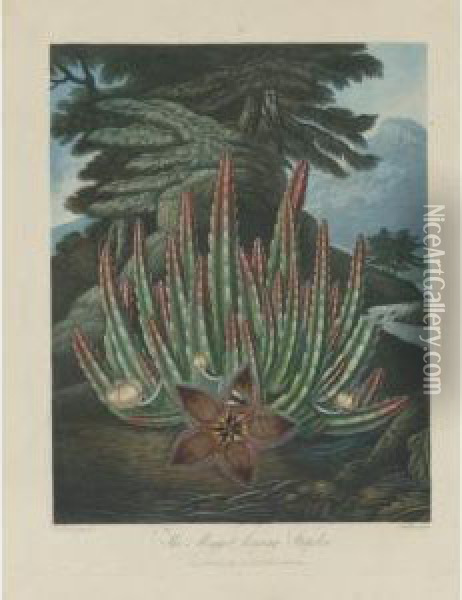 Dragon Arum, Maggot-bearing Stapelia And American Bog Plants Oil Painting - Robert John, Dr. Thornton