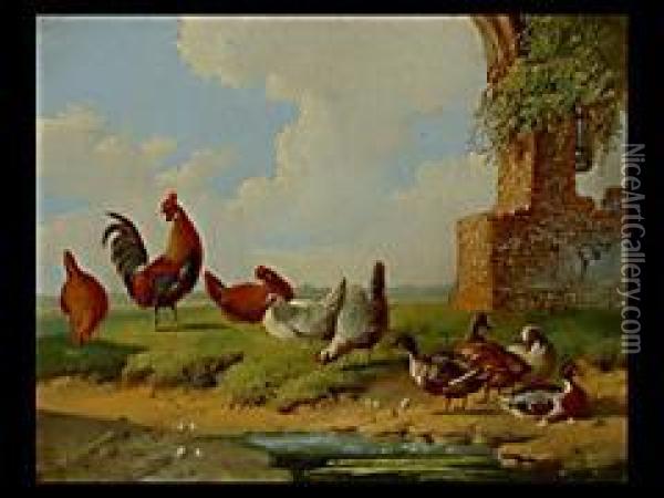 Huhner Und Enten Am Weiher Oil Painting - Albertus Verhoesen