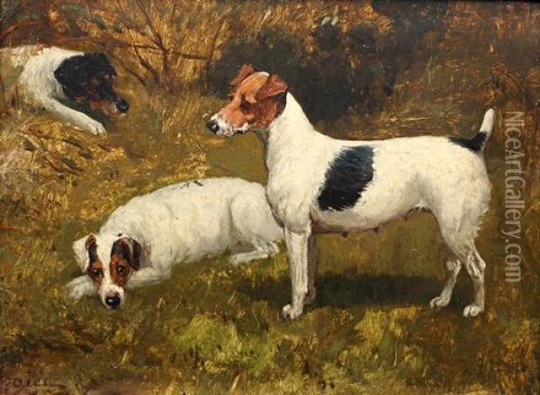 Study Of Three Jack Russells Oil Painting - George Paice