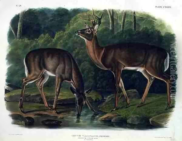 Cervus Virginianus (Common or Virginian Deer) Oil Painting - John Woodhouse Audubon