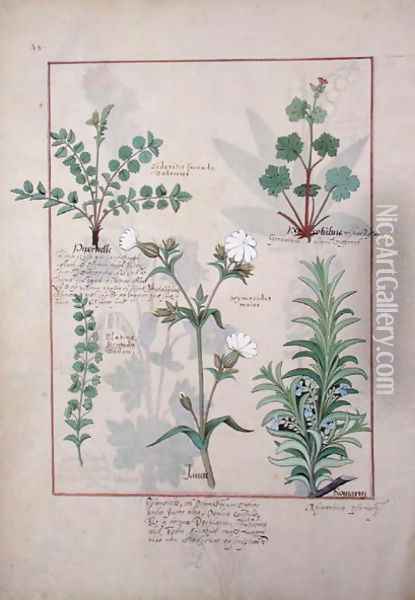 Illustration from The Book of Simple Medicines by Mattheaus Platearius d.c.1161 c.1470 56 Oil Painting - Robinet Testard