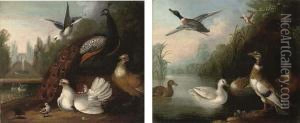 A Peacock, A Dove And Chickens 
In A Landscape, A Fountain Beyond;and A River Landscape With Ducks Oil Painting - Marmaduke Cradock