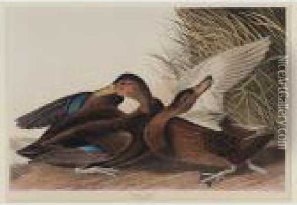 Dusky Duck (plate Cccii) Oil Painting - John James Audubon