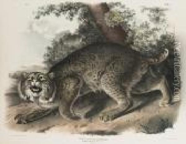 Lynx Rufus (common American Wild Cat) Oil Painting - John James Audubon
