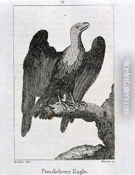Pondicherry Eagle, from History of the Earth and Animated Nature, by Oliver Goldsmith, published in London, 1816 Oil Painting - Jacques de Seve