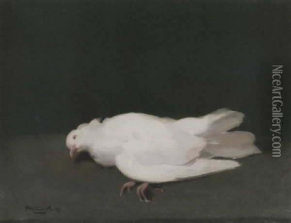 A Dove Oil Painting - Stuart James Park