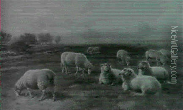 Resting Sheep Oil Painting - Charles Jones