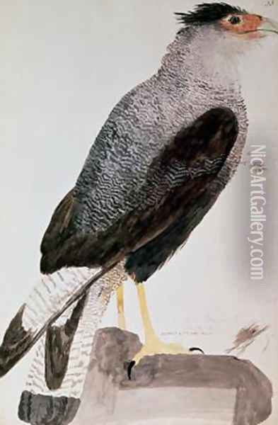 Falcon 1777 Oil Painting - John Frederick Miller