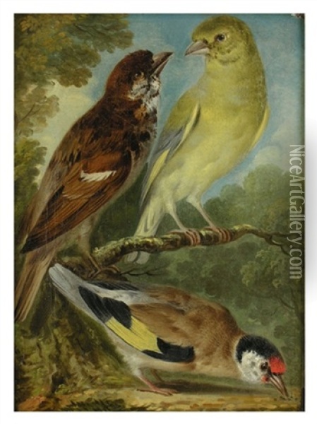 Drei Vogel Oil Painting - Aert Schouman
