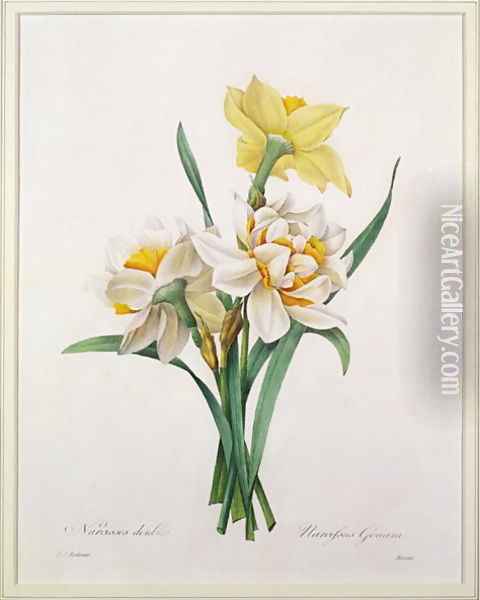 Narcissus gouani double daffodil, engraved by Bessin, from Choix des Plus Belles Fleurs, 1827 Oil Painting - Pierre-Joseph Redoute