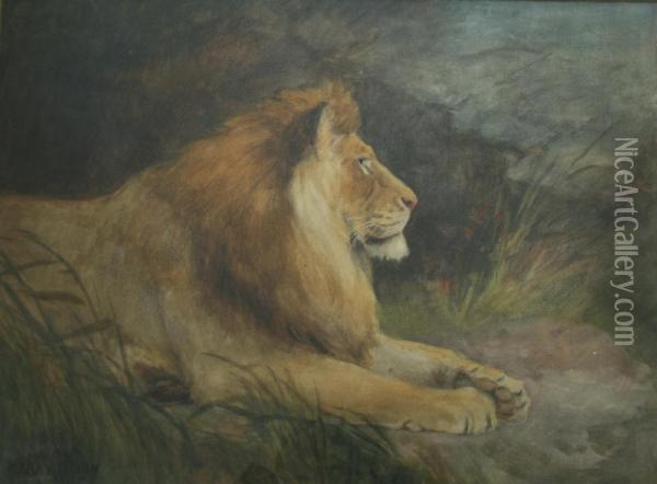The King Of The Jungle Signed, Watercolour 37 X 50.5cm Oil Painting - Harry Dixon