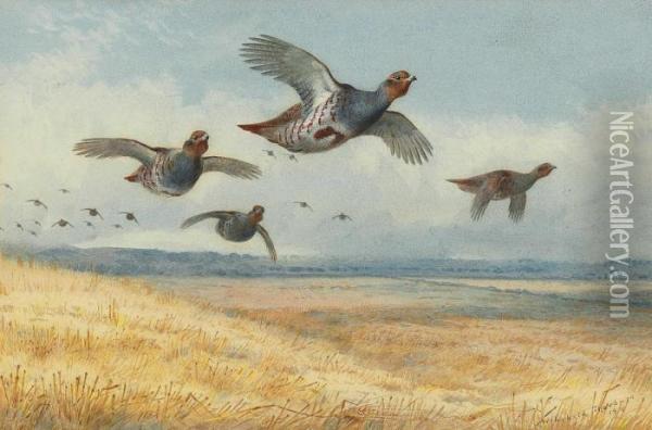 A Covey Of Partridge In Flight Over A Field Of Corn Oil Painting - Archibald Thorburn