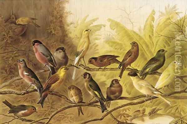 A chorus of song birds in an aviary Oil Painting - Henry Bright