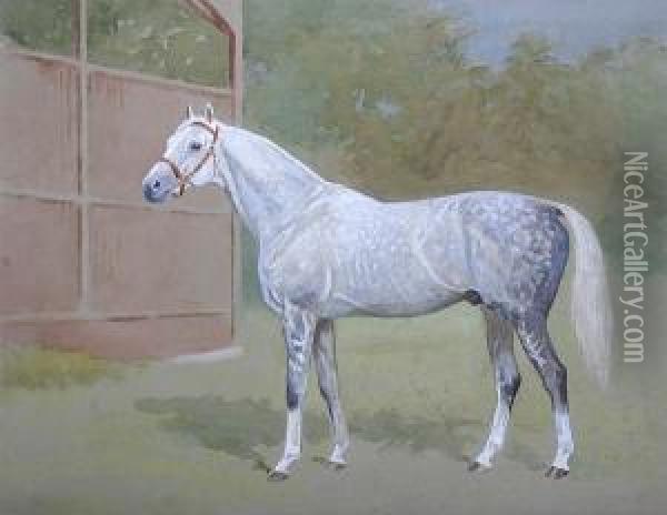A Dappled Grey Racehorse In A Paddock, Thought To Be Owned By The Duke Of Westminster Oil Painting - Alfred Bright