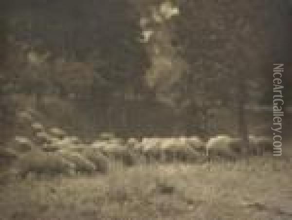 Sheep Grazing Silver Gelatin Photograph Signed 'j. Kauffmann' Lower Right 28 X 37cm Oil Painting - John Kauffmann