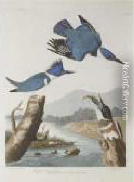 Belted Kingfisher (lxxvii) Oil Painting - John James Audubon