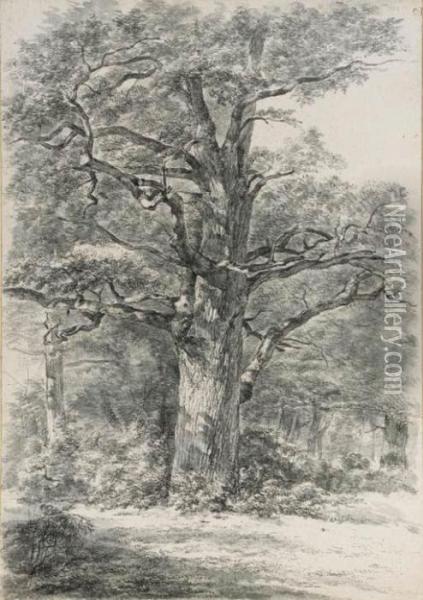 A Tree In A Wood Oil Painting - Abraham Johannes Ruytenschildt