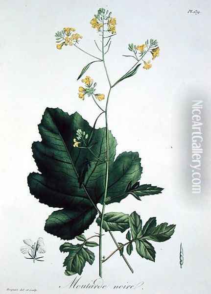 Brassica nigra from Phytographie Medicale Oil Painting - L.F.J. Hoquart